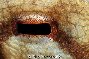 Octopus Eye ( Ocotpus vulgaris ) by Rico Besserdich 